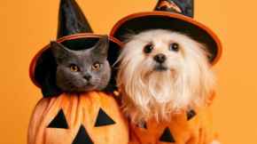 Picture for category Halloween